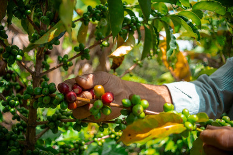 From Bean to Cup: The Journey Behind Every Sip
